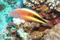 scuba diving photo