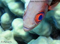 scuba diving photo
