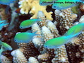scuba diving photo