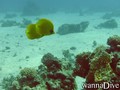 scuba diving photo