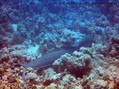 scuba diving photo