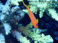 scuba diving photo