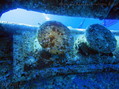 scuba diving photo