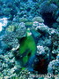 scuba diving photo