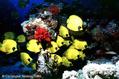 scuba diving photo