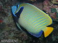 scuba diving photo