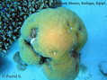scuba diving photo