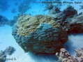 scuba diving photo