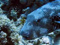 scuba diving photo