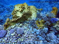 scuba diving photo