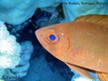 scuba diving photo