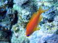 scuba diving photo