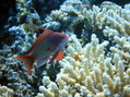 scuba diving photo