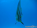 scuba diving photo