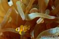 scuba diving photo