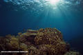 scuba diving photo