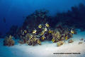 scuba diving photo