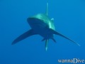 scuba diving photo