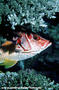 scuba diving photo
