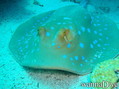 scuba diving photo