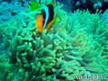 scuba diving photo