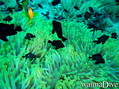 scuba diving photo