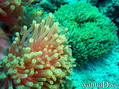 scuba diving photo