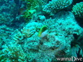 scuba diving photo