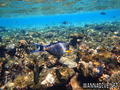 scuba diving photo