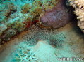 scuba diving photo