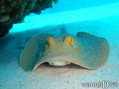scuba diving photo