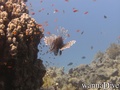 scuba diving photo