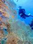 scuba diving photo