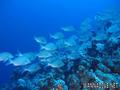 scuba diving photo