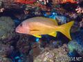scuba diving photo