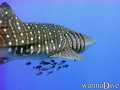 scuba diving photo