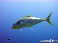 scuba diving photo