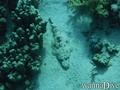 scuba diving photo