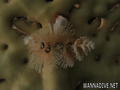 scuba diving photo