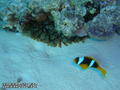 scuba diving photo