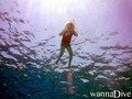 scuba diving photo