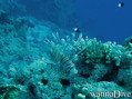 scuba diving photo