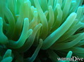 scuba diving photo