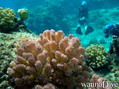 scuba diving photo