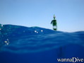 scuba diving photo