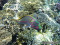 scuba diving photo