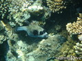 scuba diving photo
