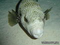 scuba diving photo