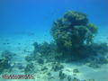 scuba diving photo