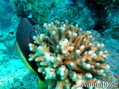 scuba diving photo